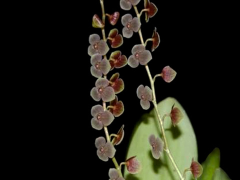 STELIS ARGENTATA MUDA