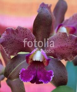 BLC TATAROWN - CORTE ADULTO