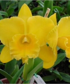 BLC. SUZUKI'S MAJESTIC ADULTA