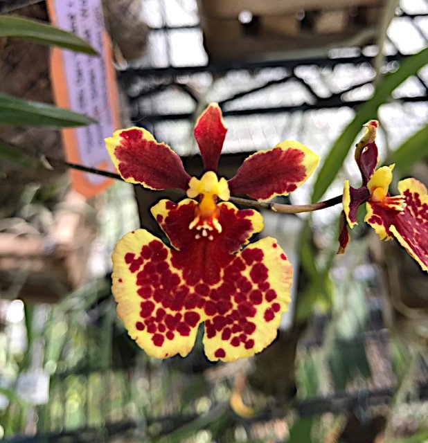 TOLUMNIA GOLDEN SUNSET ADULTA