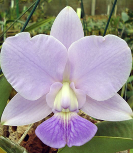 WALKERIANA MARTIN X PEDRA AZUL MUDA 5 A 10 CM