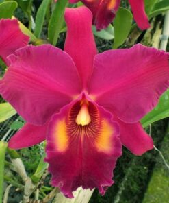 BLC. MEMORIA RALPH PLACENTIA ADULTA