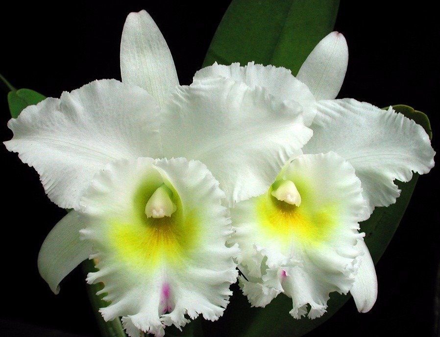 BC PASTORAL INNOCENCE X YELLOW PERIL FONG YUEN  PRÉ ADULTA