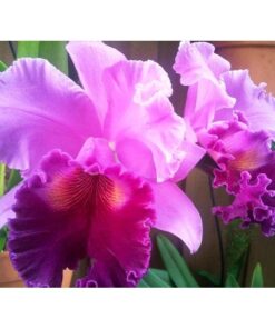 BLC TRIUMPHAL CORONATION SETO X BLC ROSE WHISPER SUISEI - CORTE ADULTO