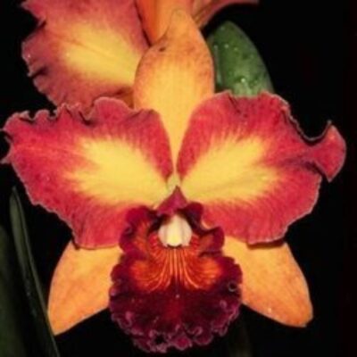 LOVE CALL TROPICAL QUEEN - PRÉ ADULTA