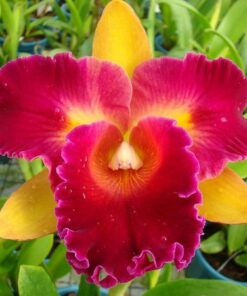 TROPICAL SUNSET X CHIA LIN ADULTA
