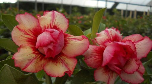 ROSA DO DESERTO - TS317