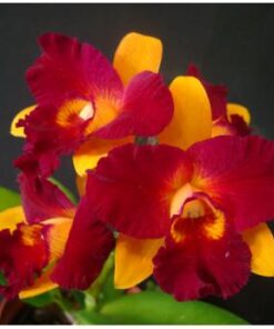 BLC TZENG WEN BEAUTY BRIGHT X C. HORACE MAXIMA ADULTA