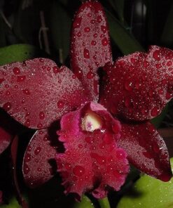 BLC. NOBILES BRUNO BRUNO  PRÉ ADULTA