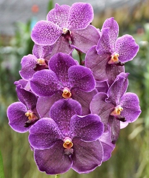 VANDA PURE WAX BLUE ADULTA