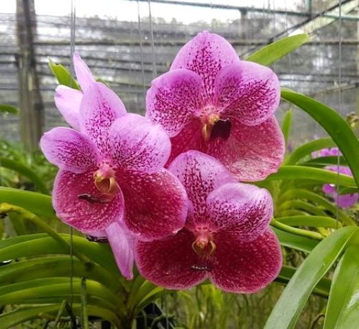 VANDA BITZ HEARTTHROD X THONGCHAI ADULTA