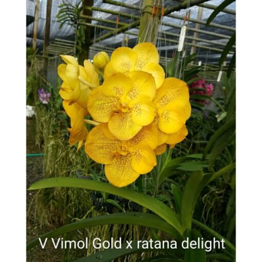 V. VIMOL GOLD X RATTANA DELIGHT  PRÉ ADULTA