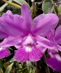 C. WALKERIANA  PRÉNCEPS X C. AMAZON ORCHIDS ADULTA