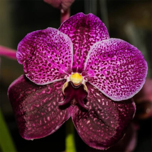 VANDA KASEMS DELIGHT X ASCDA YIP SUN WAH