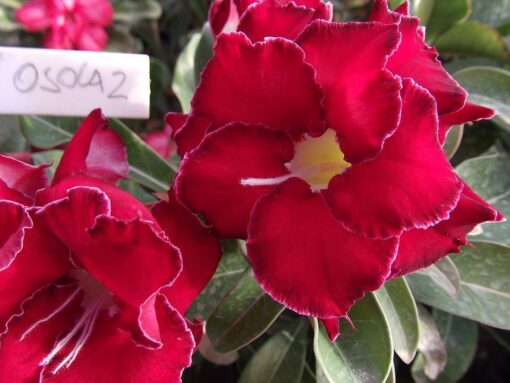 ROSA DO DESERTO OSOLA 2