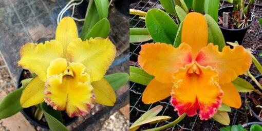 BLC. HIS LIGHT `DIVINE´ - CORTE ADULTO