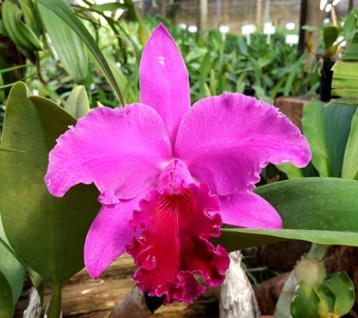 BLC. BONANZA QUEEN `PANAMINT´ X BLC. NORMAN´S PROPHESY ADULTA