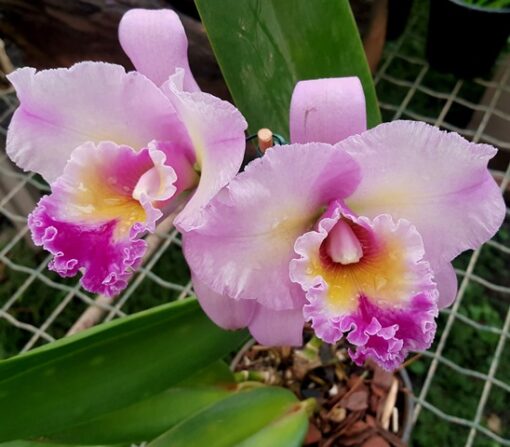 LC. IRENE FINNEY X BLC. DOCTOR DAMASIO - BLC CALIFORNIA GIRL - CORTE ADULTO