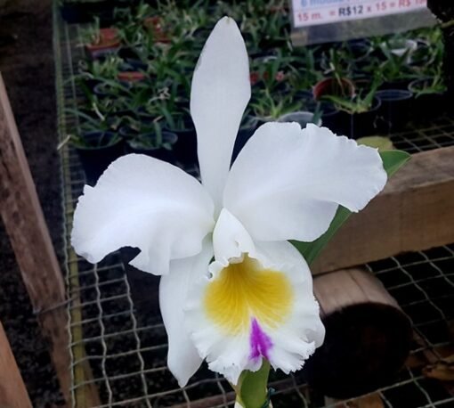 BLC. PASTORAL X LC. MILDRED RIVES - CORTE ADULTO