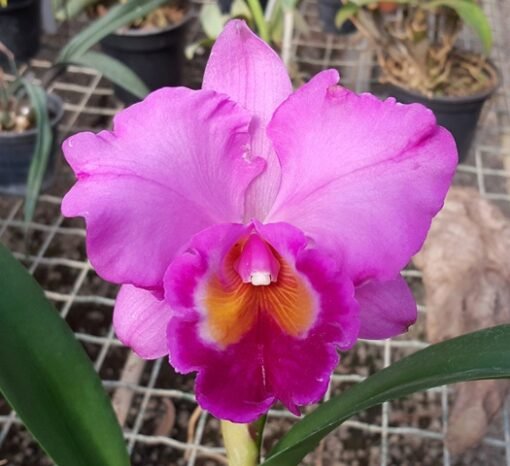 LC. LAKE CACHUMA `NEW SPRING´ X LC. IRENE FINNEY ADULTA