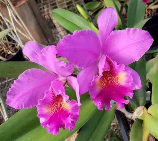 BLC. TRIUMPHAL CORONATION X BLC. AMY WAKASUGI - CORTE ADULTO