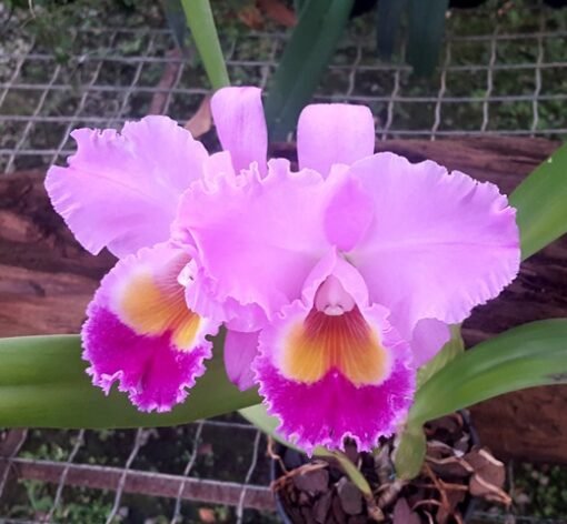 BLC. PASTORAL `INNOCENCE´ X C. HORACE MAXIMA - CORTE ADULTO