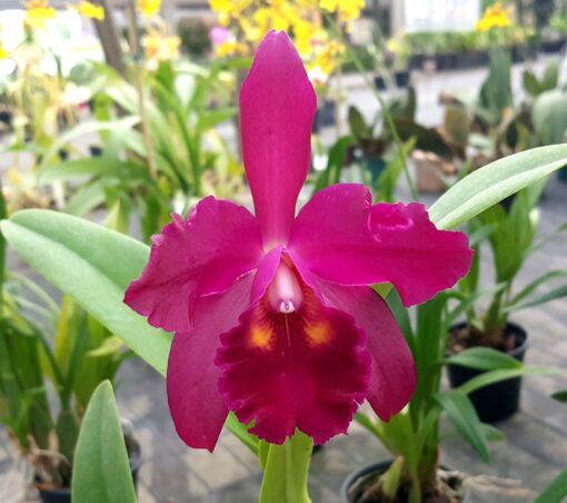 BLC. TOKYO YAMAGUCHI X C. CHOCOLATE DROP - CORTE ADULTO