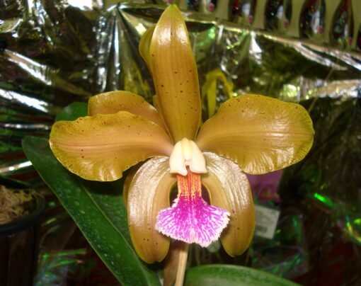 CATTLEYA GRANULOSA ANIEL - CORTE ADULTO