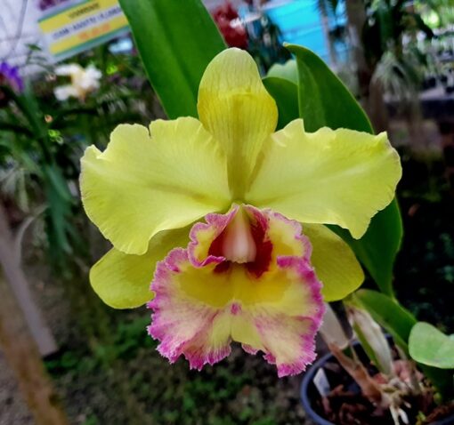 BLC. YOUNG KONG `SUN 16´ ADULTA