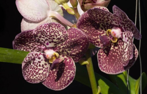 VANDA KULVADEE FRAGANT BLACK SPOT