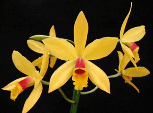 LC. BRENDA MUSE ADULTA