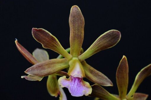 ENCYCLIA RANDI (ALBA X SUAVE) X ALBA