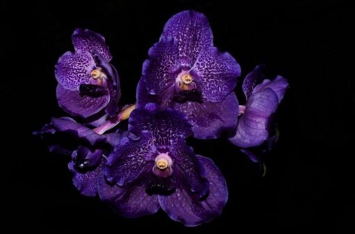 VANDA KULTANA BROWN X KULTANA VIOLETA