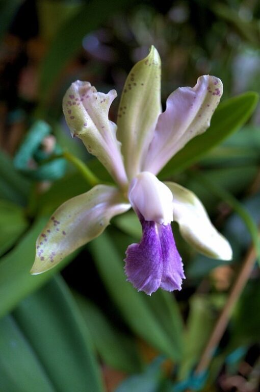 C. BATALLINI COERULEA - CORTE ADULTO