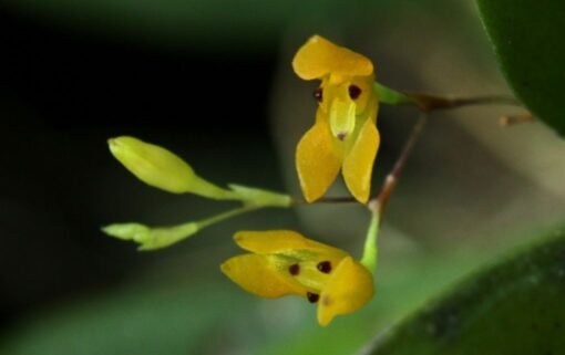 PABSTIELLA HYPNICOLA  MUDA