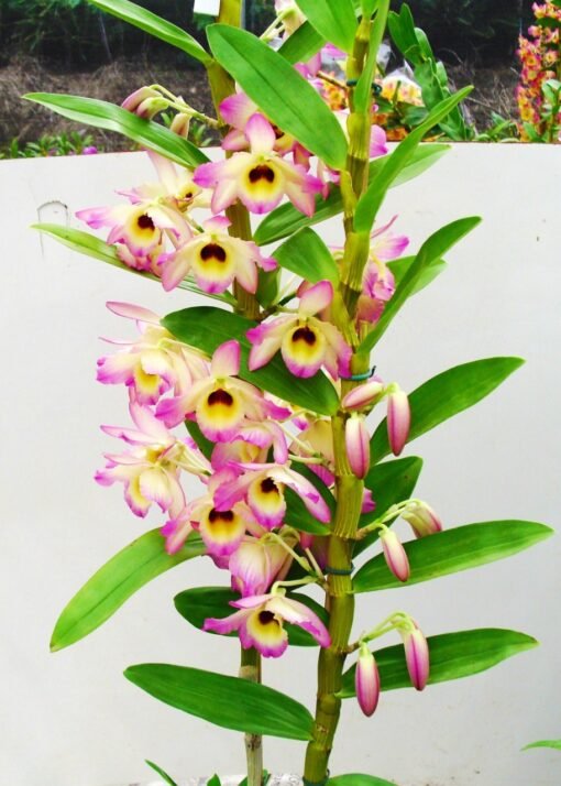 DENDROBIUM HÍBRIDO D35  PRÉ ADULTO