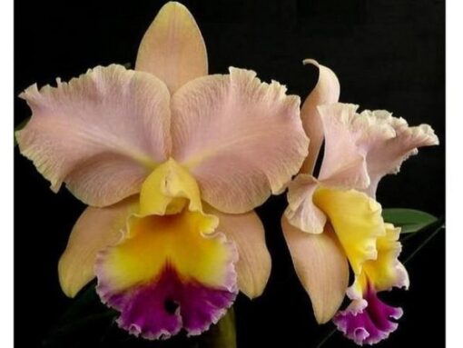 BLC. GOLDENZELLE SADDLE PEAK