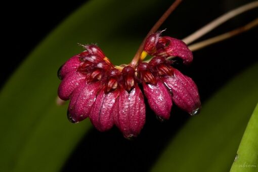 BULBOPHYLLUM COROLIFERUM ESPECIE ADULTA