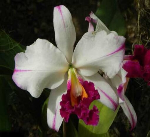 BLC. SECUNDINA VIZCARRA `HAWAII´ - CORTE ADULTO