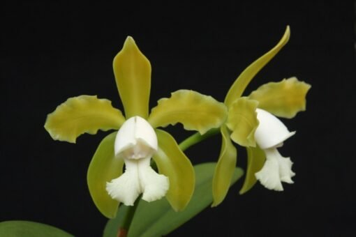 CATTLEYA LEOPOLDI ALBINA -  PRÉ ADULTA