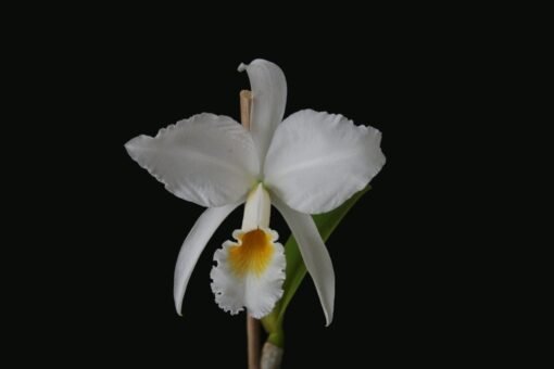 CATTLEYA JEMANNI ALBA PINCELADA -  PRÉ ADULTA