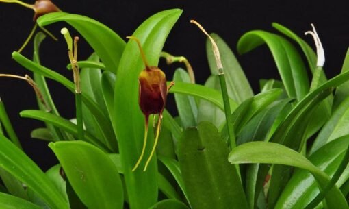 MASDEVALLIA INFRACTA  ADULTA