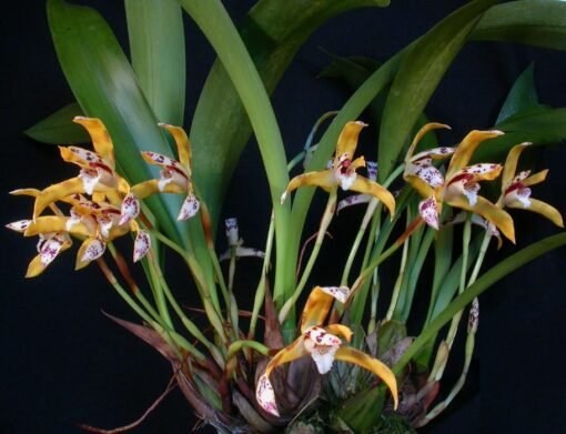 MAXILLARIA PICTA X SIBLING