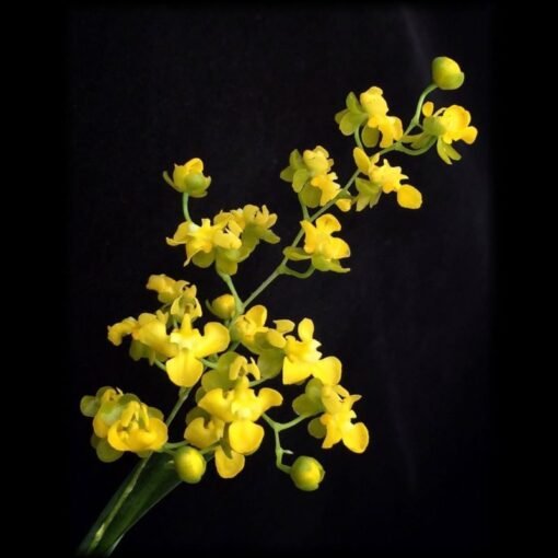 ONCIDIUM CHEIROFORUM  ADULTO