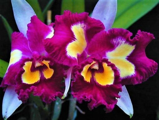 BLC CHINESE BEAUTY DOU FANG BEAUTY X DRUMBEAT TRIUMPH - CORTE ADULTO