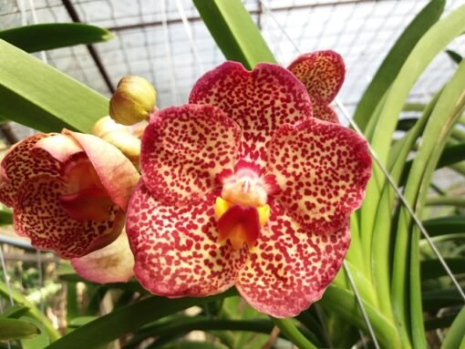 VANDA KULVADEE FRAGANT X V. DR. ANEK