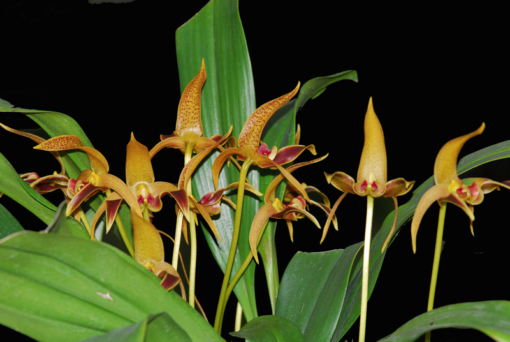 BULBOPHYLLUM LOBBII MUDA