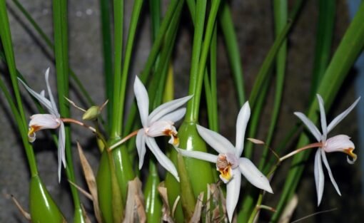 COELOGYNE VISCOSA MUDA