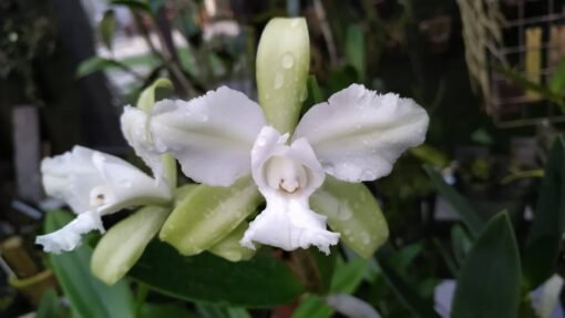 CATTLEYA LEOPOLDI ALBA TRILABELO - CORTE ADULTO