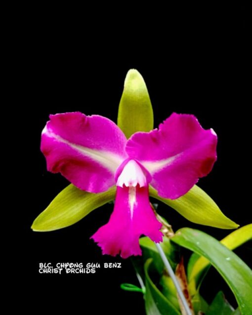 BLC CHYONG GUU BENZ ADULTA